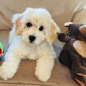 Meet your Posher, Maggie